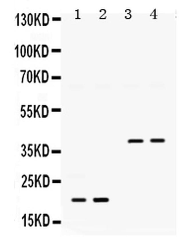 BMP-2 Antibody in Western Blot (WB)