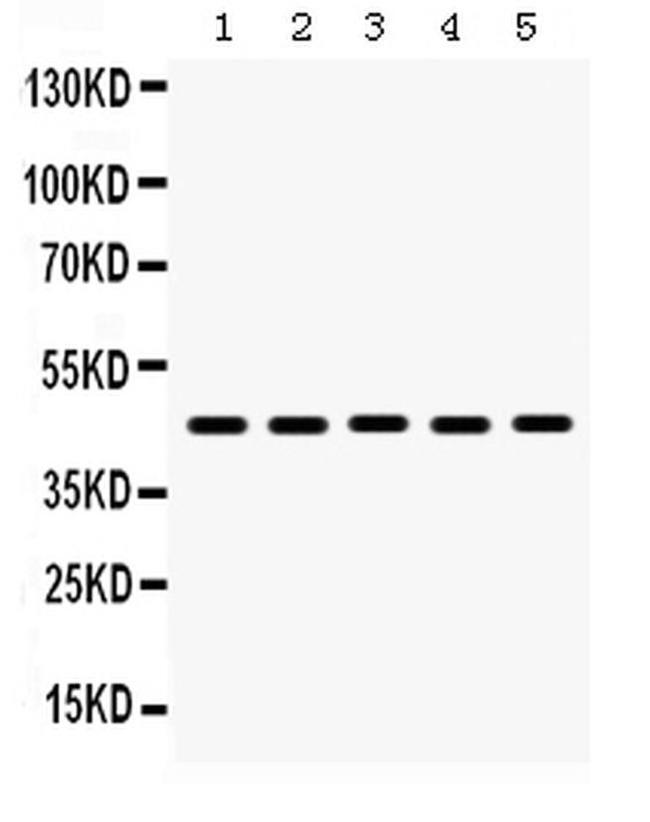 BMP4 Antibody in Western Blot (WB)