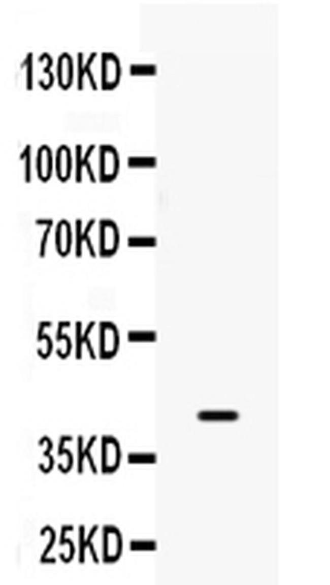 BMP6 Antibody in Western Blot (WB)