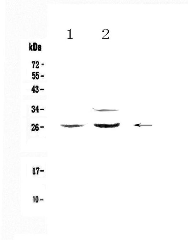 betacellulin Antibody in Western Blot (WB)