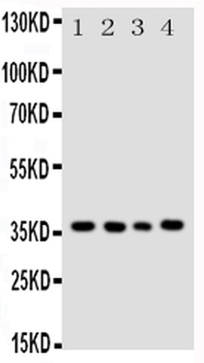 Bub3 Antibody in Western Blot (WB)