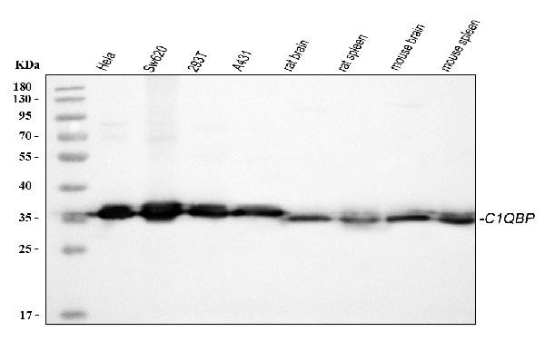 C1QBP Antibody in Western Blot (WB)