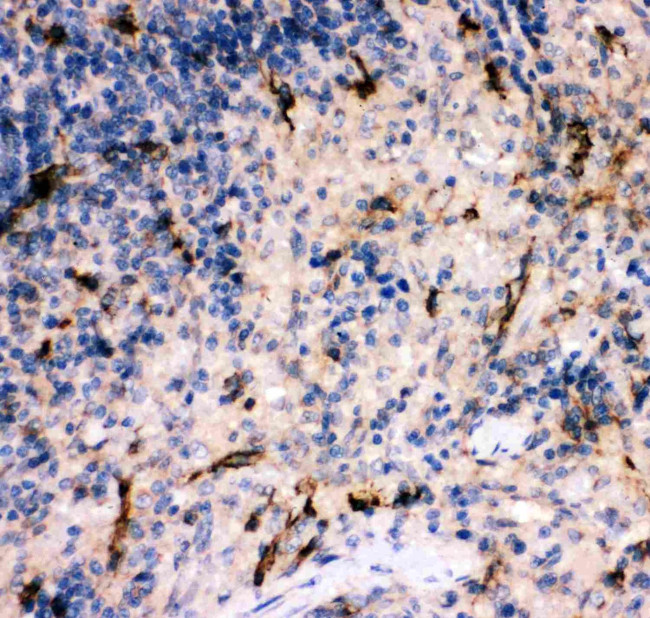 Complement C5a Antibody in Immunohistochemistry (Paraffin) (IHC (P))