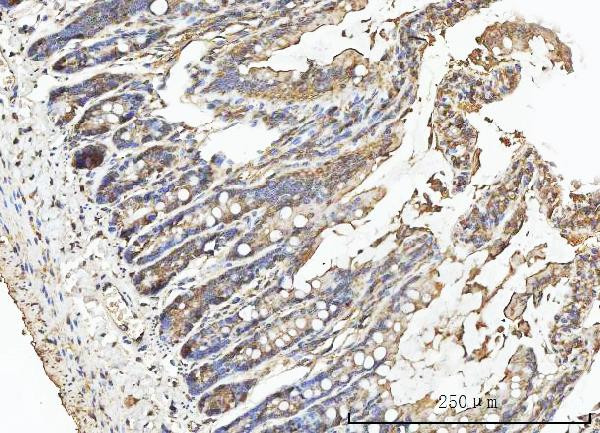 Carbonic Anhydrase I Antibody in Immunohistochemistry (Paraffin) (IHC (P))