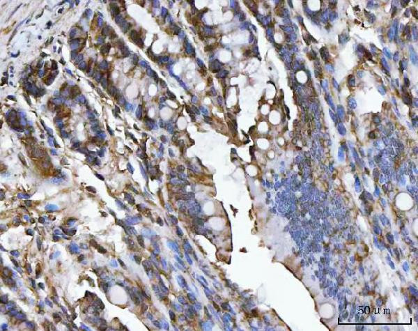 Carbonic Anhydrase I Antibody in Immunohistochemistry (Paraffin) (IHC (P))