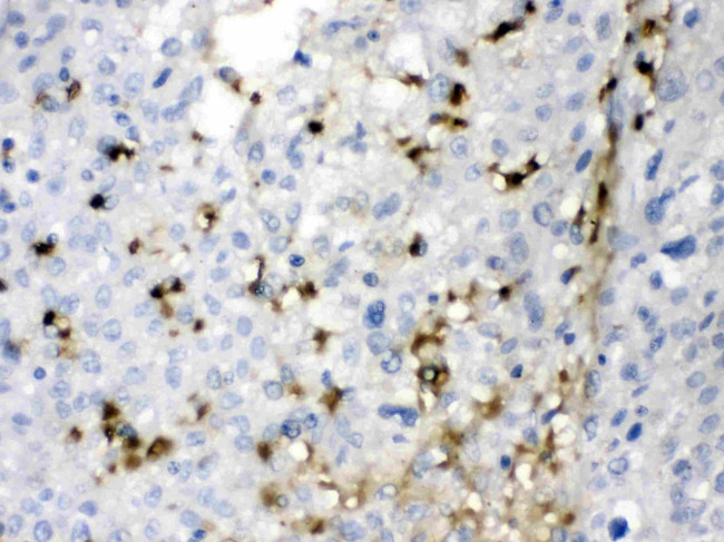 Carbonic Anhydrase II Antibody in Immunohistochemistry (Paraffin) (IHC (P))