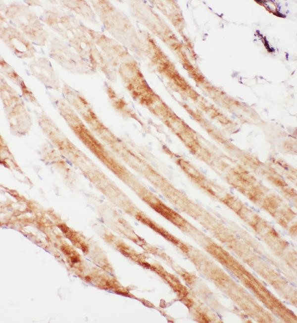 Calpain 1 Antibody in Immunohistochemistry (Frozen) (IHC (F))