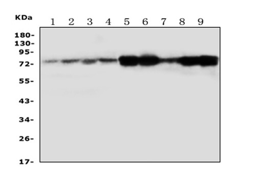 Calpain 1 Antibody in Western Blot (WB)