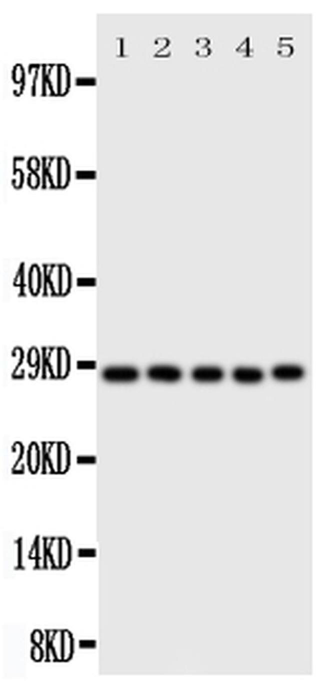 Caspase 14 Antibody in Western Blot (WB)