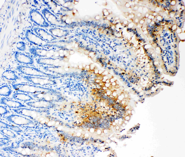 Caspase 3 p17 Antibody in Immunohistochemistry (Paraffin) (IHC (P))