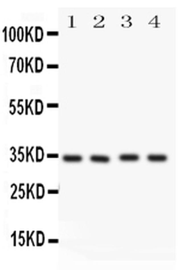 Caspase 7 p11 Antibody in Western Blot (WB)