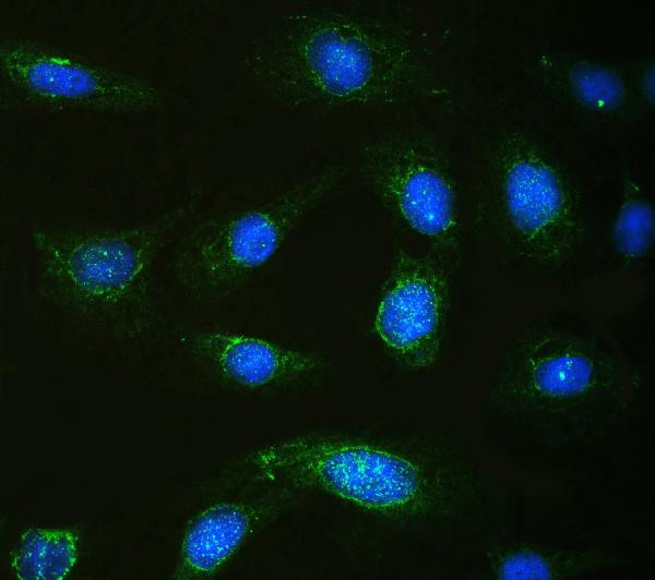 Calpastatin Antibody in Immunocytochemistry (ICC/IF)