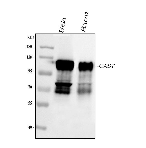 Calpastatin Antibody in Western Blot (WB)