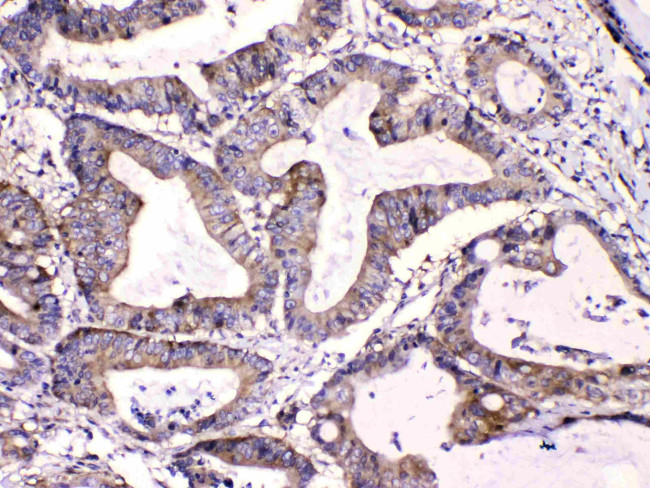 Calpastatin Antibody in Immunohistochemistry (Paraffin) (IHC (P))