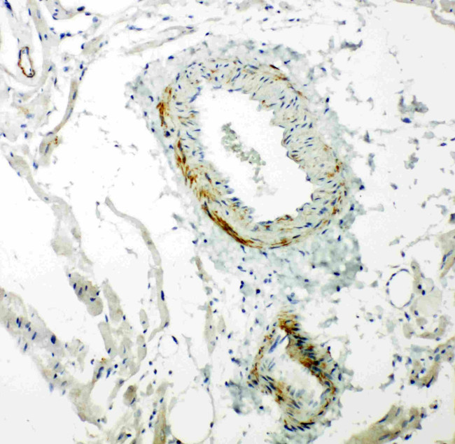 Caveolin 2 Antibody in Immunohistochemistry (Paraffin) (IHC (P))