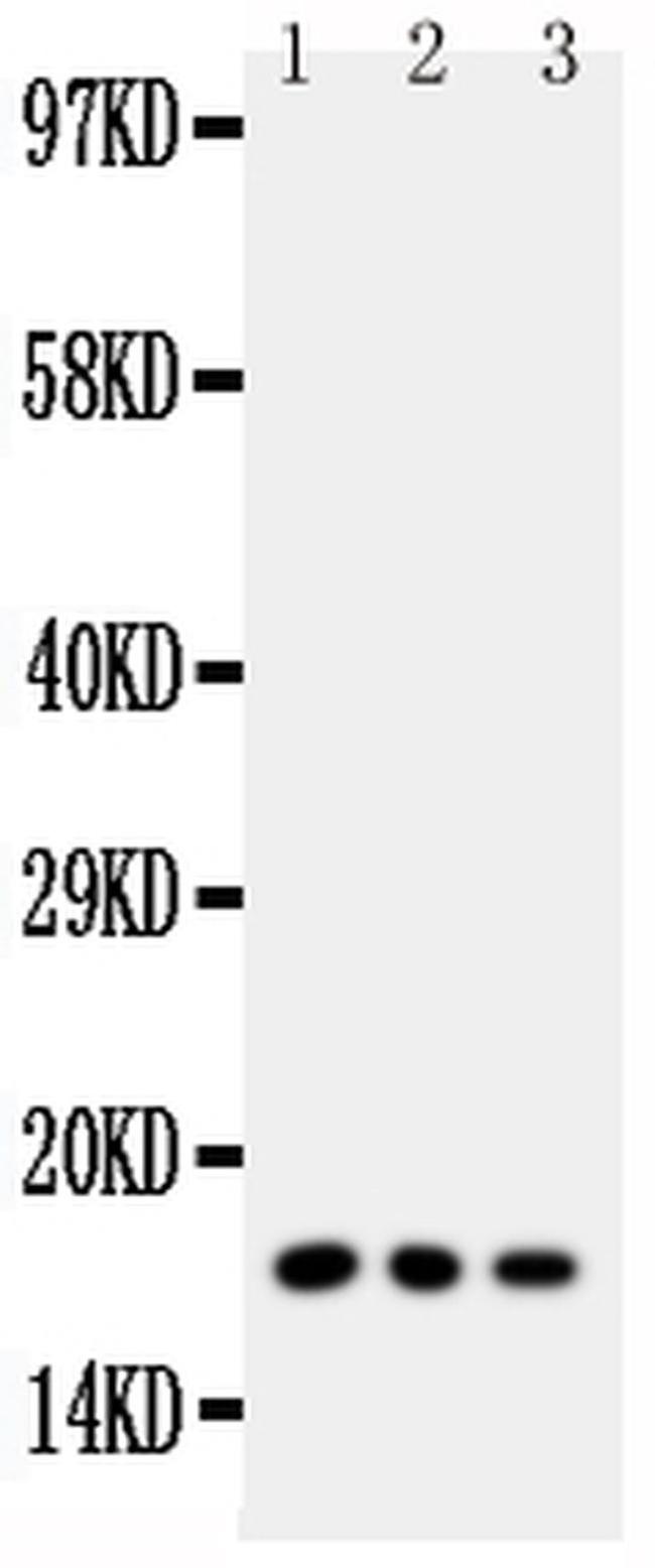 Caveolin 2 Antibody in Western Blot (WB)