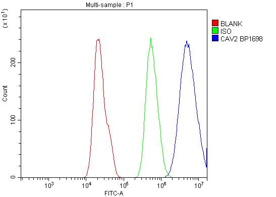 Caveolin 2 Antibody in Flow Cytometry (Flow)