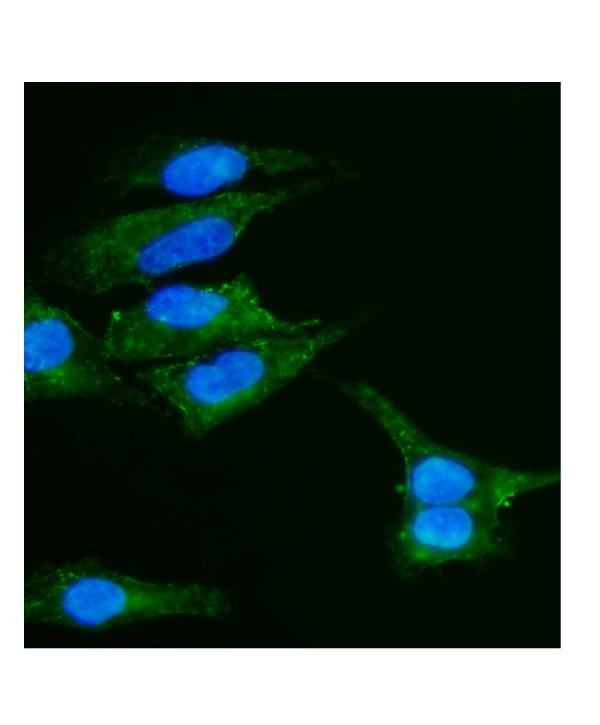 Caveolin 2 Antibody in Immunocytochemistry (ICC/IF)