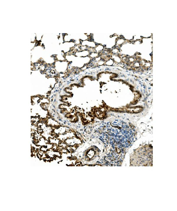 Caveolin 2 Antibody in Immunohistochemistry (Paraffin) (IHC (P))