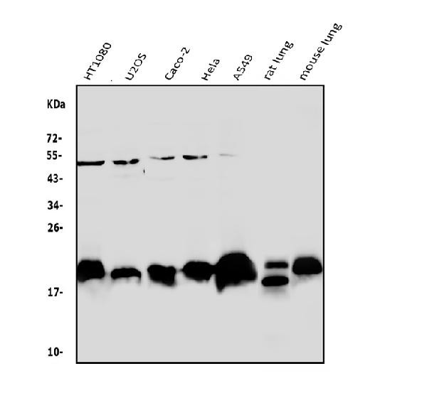 Caveolin 2 Antibody in Western Blot (WB)