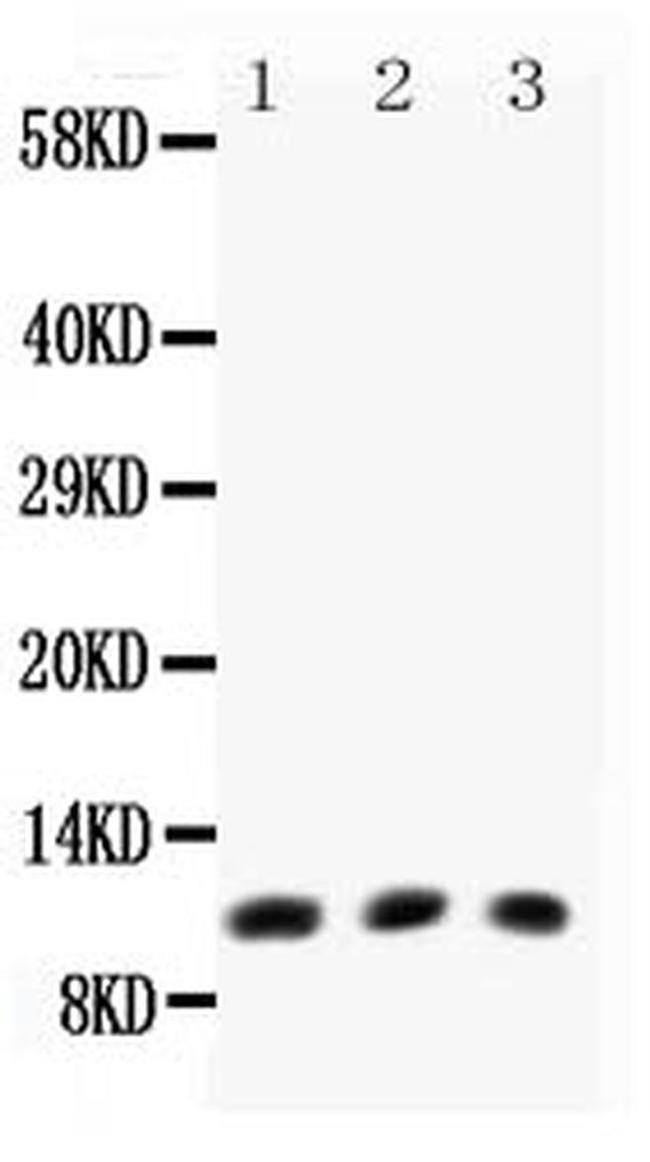 Eotaxin Antibody in Western Blot (WB)