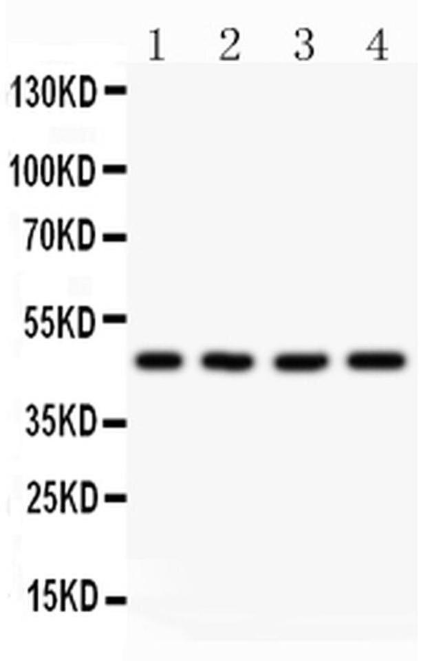 AAMP Antibody in Western Blot (WB)