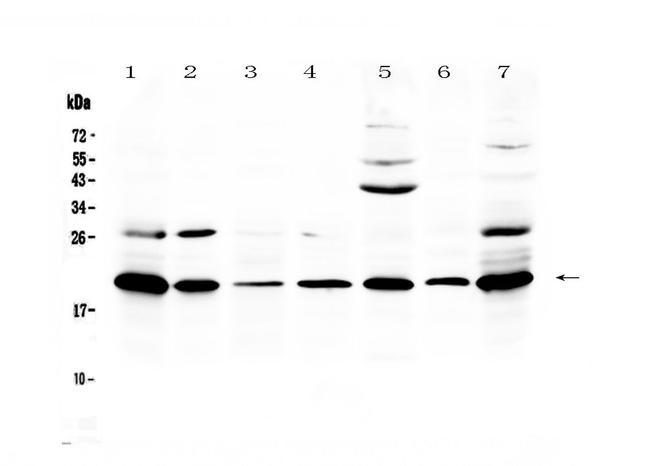 CCL19 Antibody in Western Blot (WB)