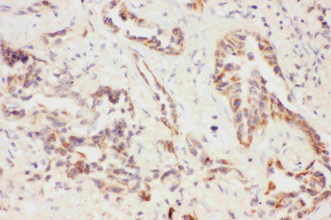 Eotaxin 3 Antibody in Immunohistochemistry (Paraffin) (IHC (P))