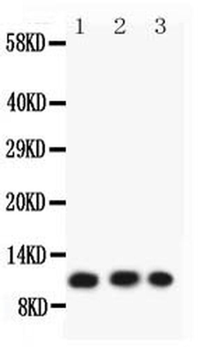 Eotaxin 3 Antibody in Western Blot (WB)