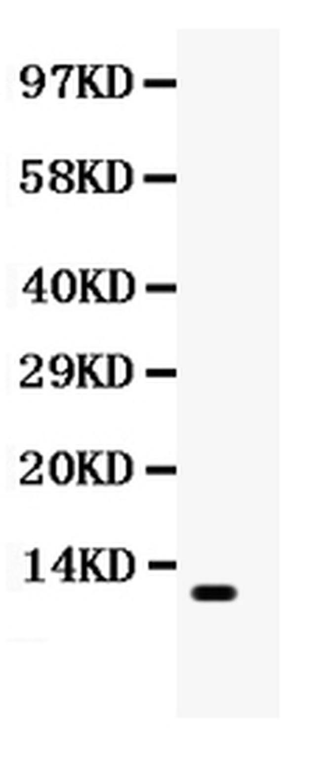 CCL4 Antibody in Western Blot (WB)