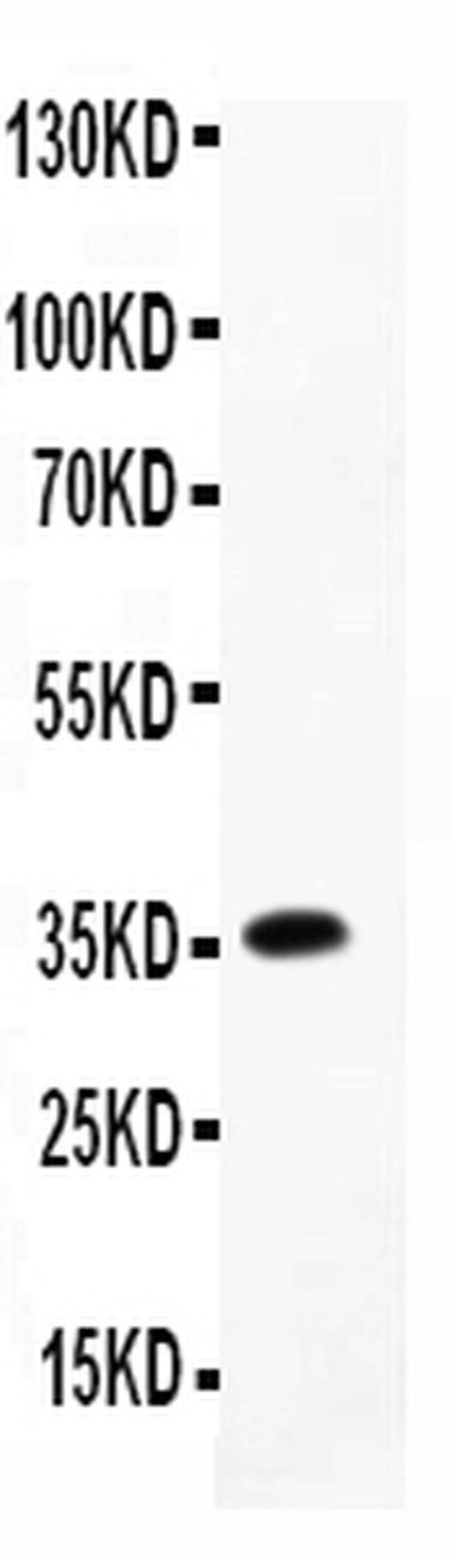 CCL7 (MCP3) Antibody in Western Blot (WB)