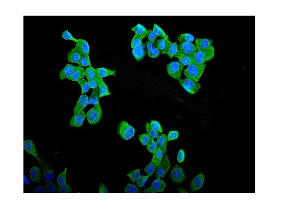 Cyclin B1 Antibody in Immunocytochemistry (ICC/IF)