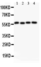 Cyclin B1 Antibody in Western Blot (WB)