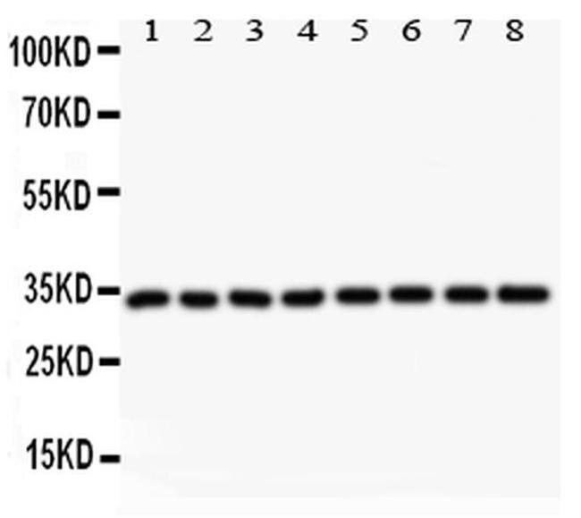 Cyclin D3 Antibody in Western Blot (WB)