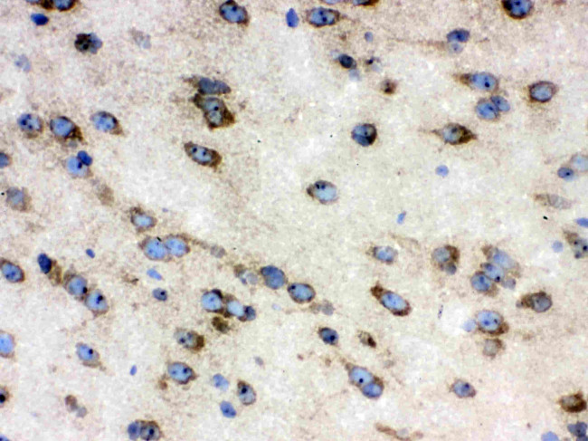 TCP-1 delta Antibody in Immunohistochemistry (Frozen) (IHC (F))