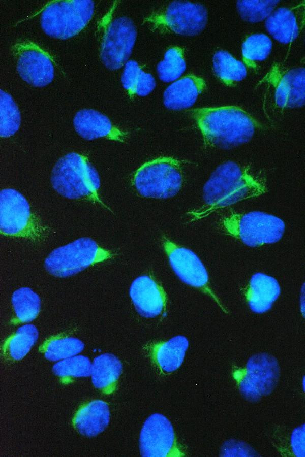 TCP1 eta Antibody in Immunocytochemistry (ICC/IF)