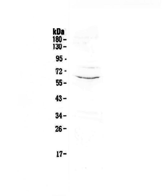 CD1c Antibody in Western Blot (WB)