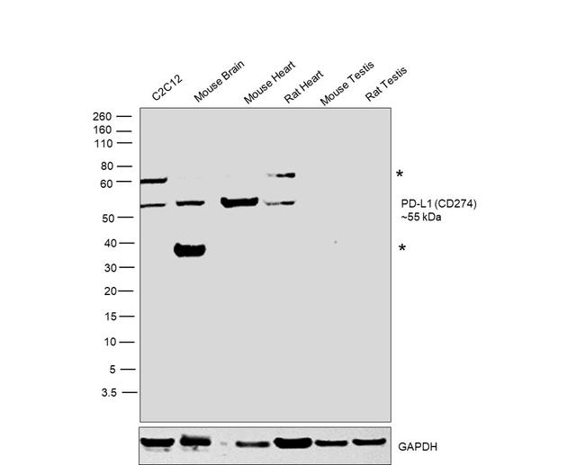 PD-L1 (CD274) Antibody in Western Blot (WB)