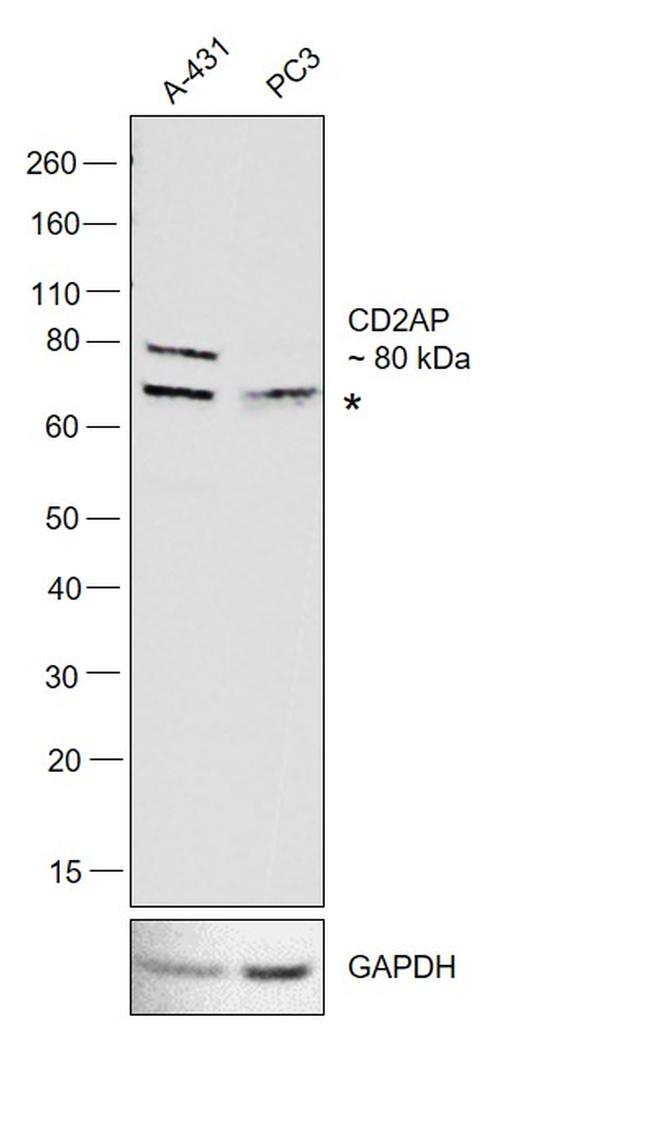 CD2AP Antibody in Western Blot (WB)