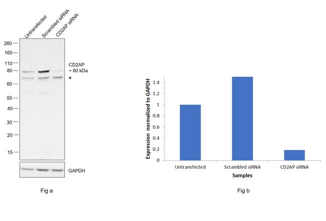 CD2AP Antibody in Western Blot (WB)