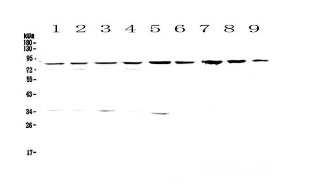 CD2AP Antibody in Western Blot (WB)