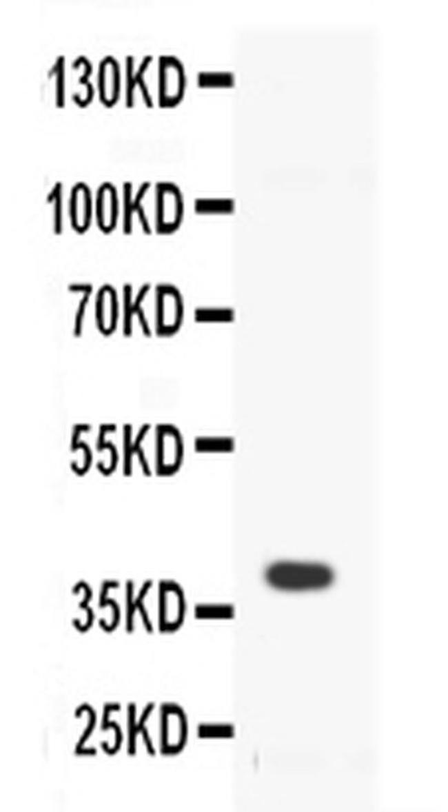 CD40 Antibody in Western Blot (WB)