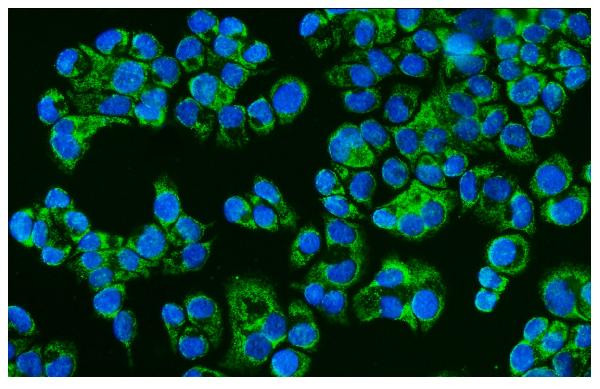 CD46 Antibody in Immunocytochemistry (ICC/IF)