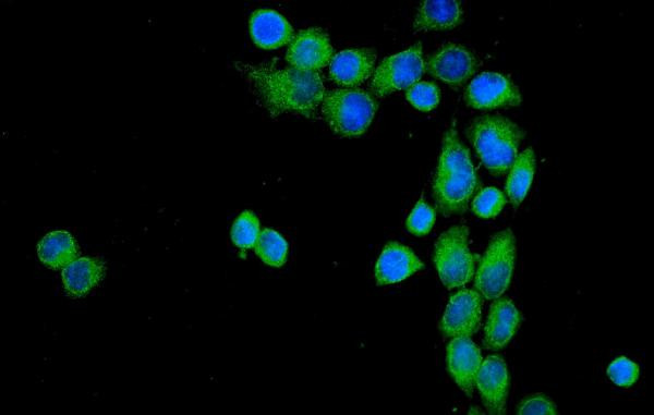 CD55 Antibody in Immunocytochemistry (ICC/IF)