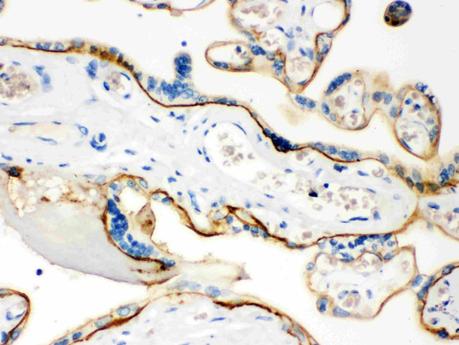 CD55 Antibody in Immunohistochemistry (Paraffin) (IHC (P))