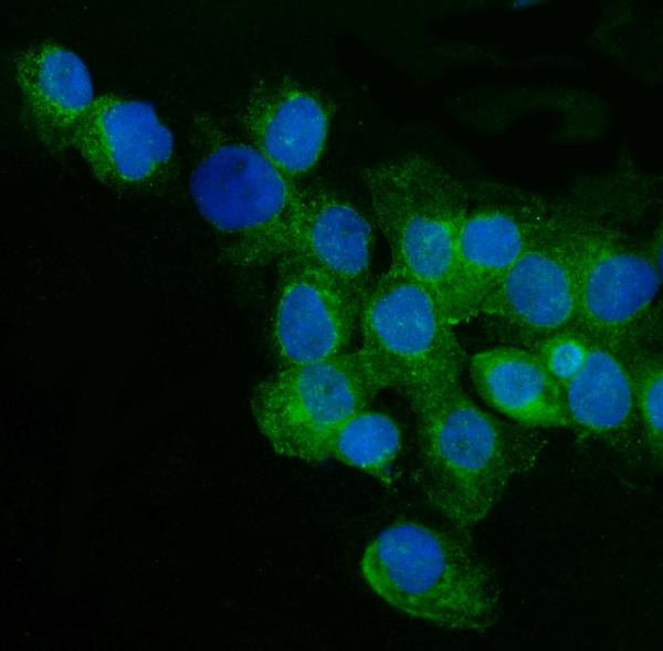 CD59 Antibody in Immunocytochemistry (ICC/IF)