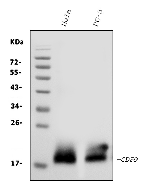 CD59 Antibody in Western Blot (WB)