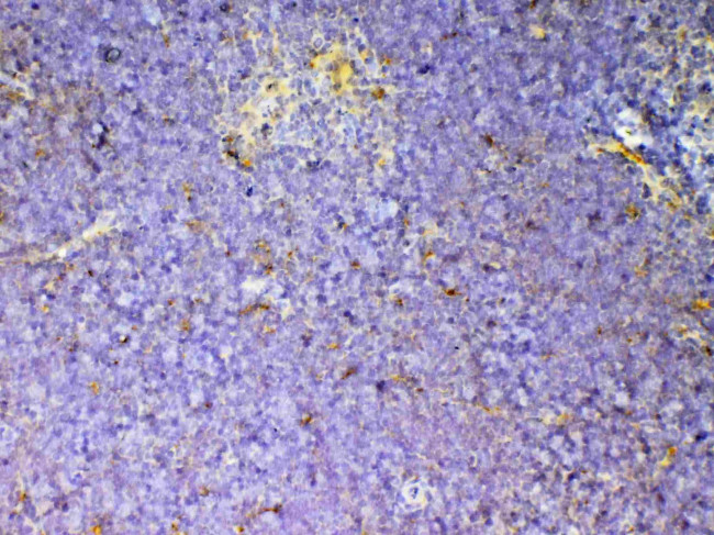 CD59 Antibody in Immunohistochemistry (Paraffin) (IHC (P))