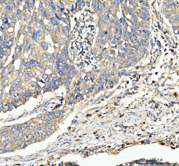 CD63 Antibody in Immunohistochemistry (Paraffin) (IHC (P))