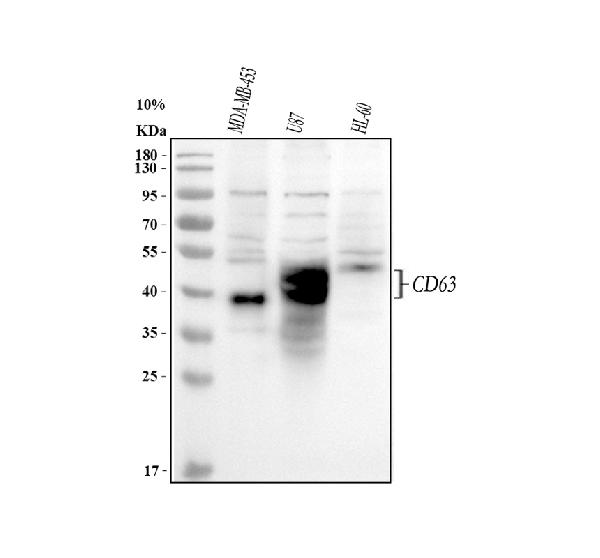 CD63 Antibody in Western Blot (WB)